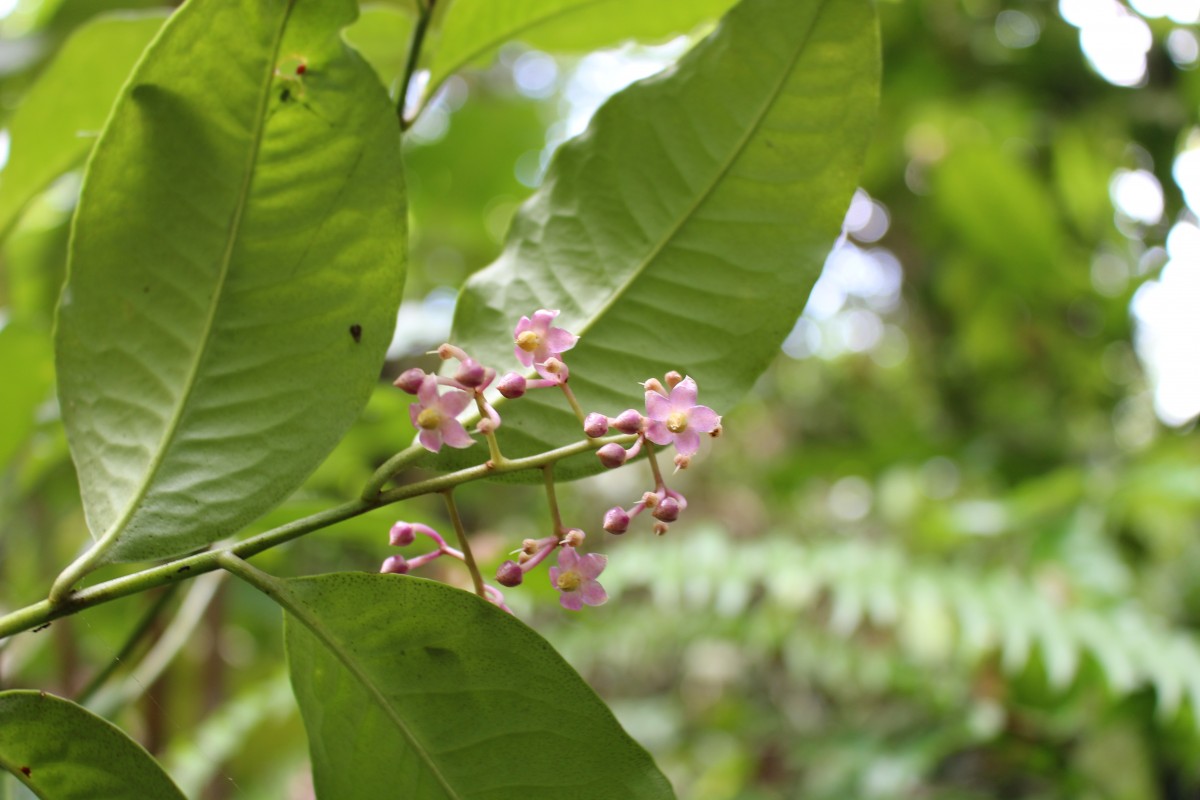 Ardisia lankaensis Kosterm.